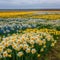 Daffodil spring flowering perennial plants of the amaryllis family